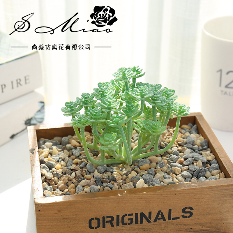 Wusmart-Grandes suculentas art - Succulent Arrangement Mini avaliação e preço
