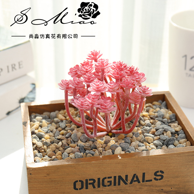 Wusmart-Grandes suculentas art - Succulent Arrangement Mini avaliação e preço