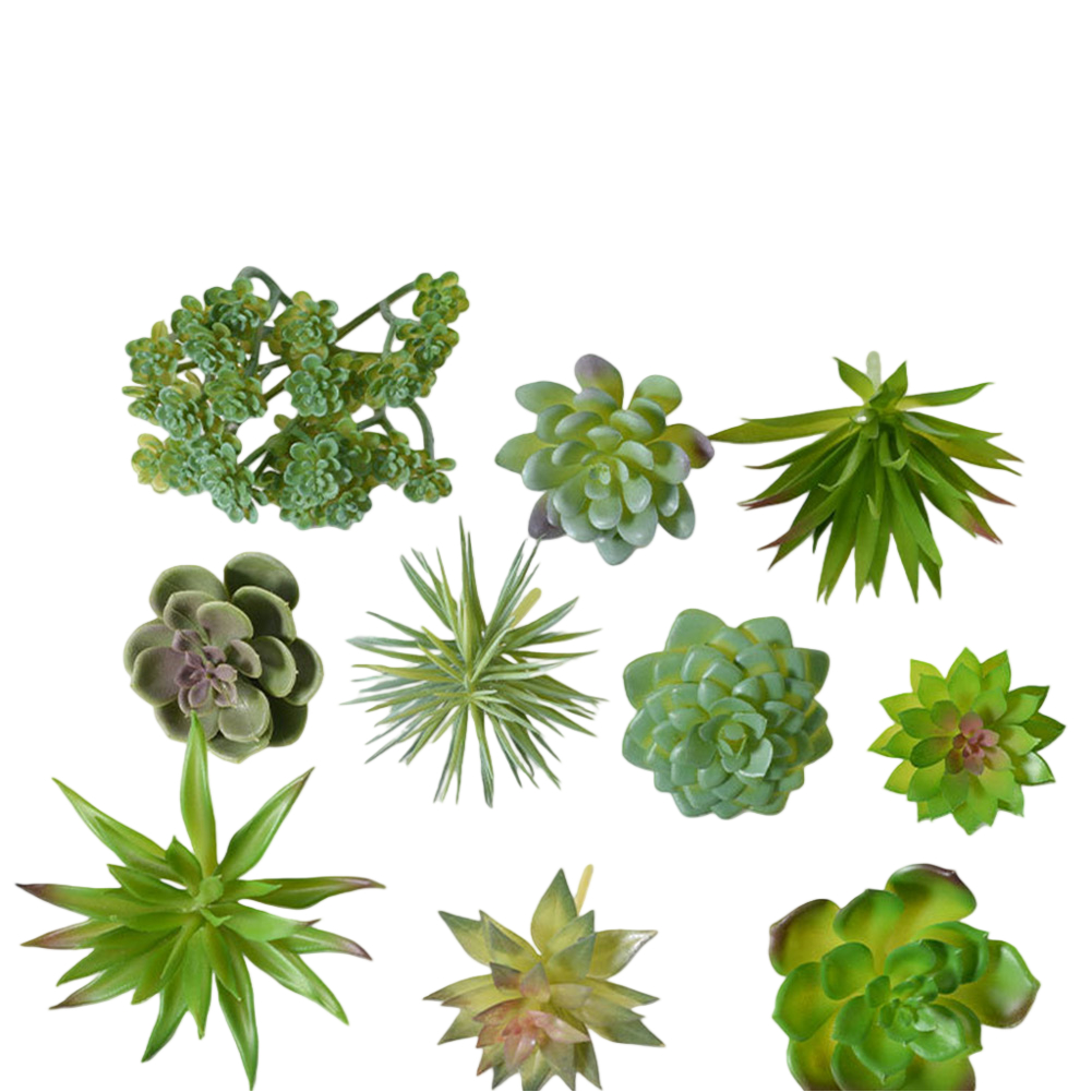 Arranjo de Plantas Suculentas  - Succulent Arrangement Mini avaliação e preço