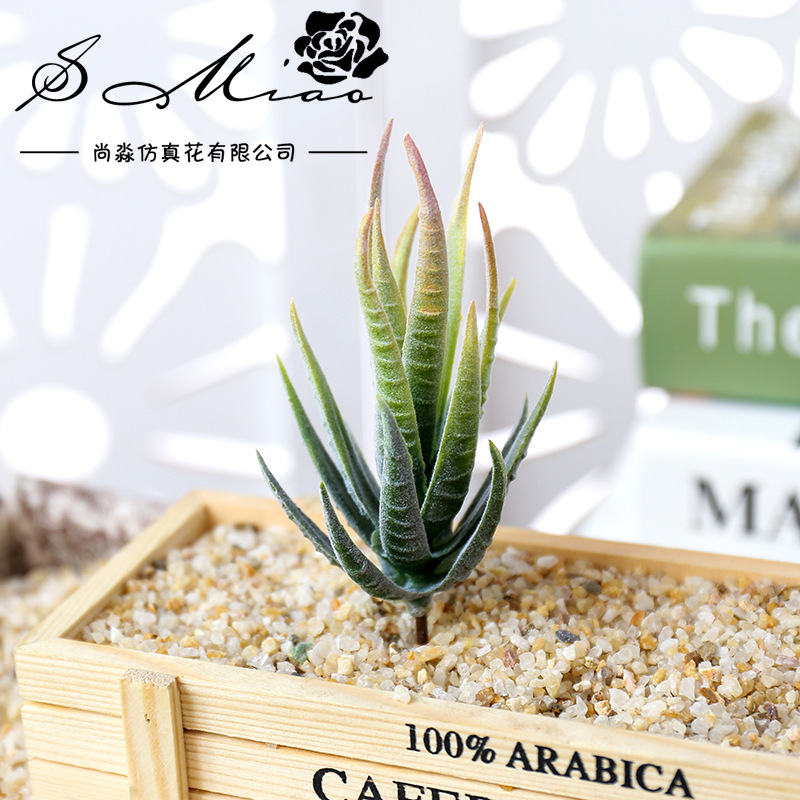 Wusmart Ban Ma Lu Hui Plantas  - Succulent Arrangement Mini avaliação e preço