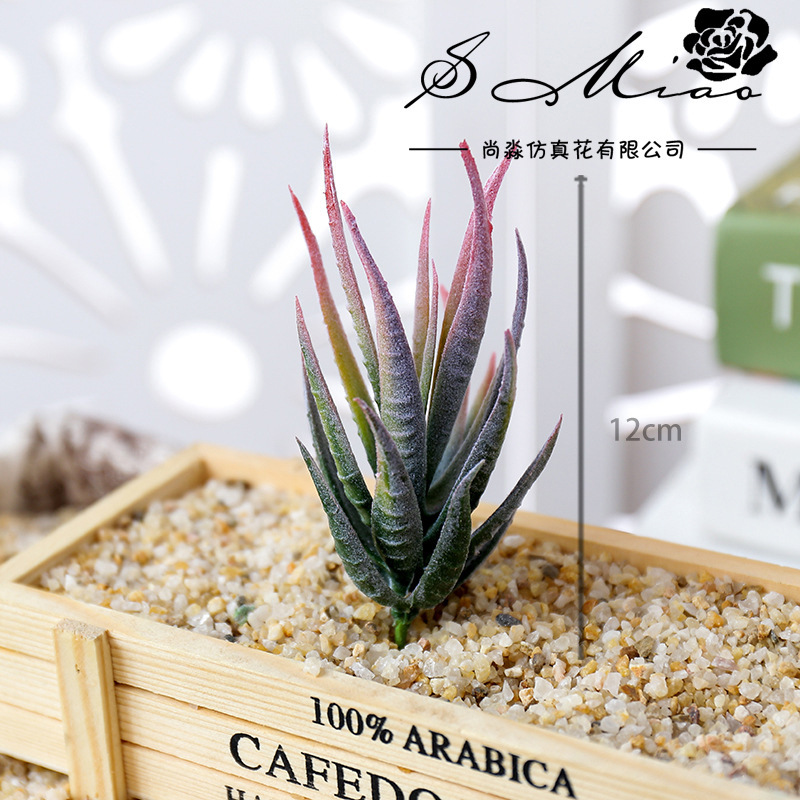 Wusmart Ban Ma Lu Hui Plantas  - Succulent Arrangement Mini avaliação e preço