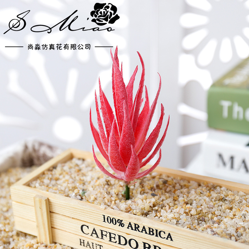 Wusmart Ban Ma Lu Hui Plantas  - Succulent Arrangement Mini avaliação e preço